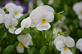 鮮花,思想,想法白