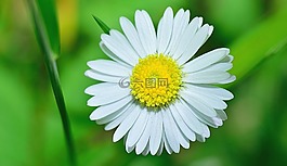 性質(zhì),花,鮮花