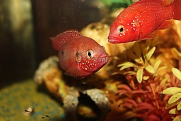 水族館,魚,水