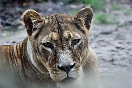 動(dòng)物園,動(dòng)物,貓