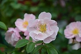 鮮花,粉紅色的花朵,顏色粉色