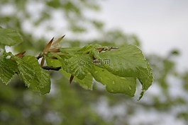 春天,公共記錄,植物群