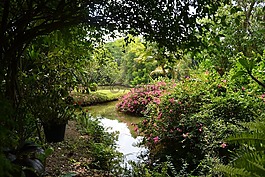 花園,異國情調(diào),鮮花