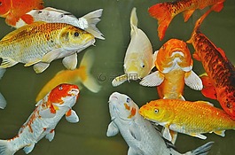 魚,動物,海