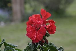 春天,公共記錄,植物群