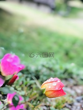 性質,葉,植物區(qū)系
