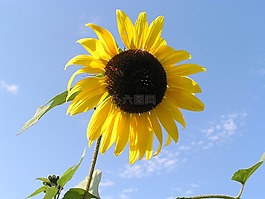 夏季,陽光,太陽花