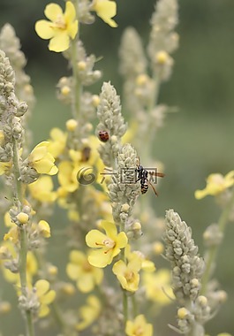 鮮花,黃蜂,夏季