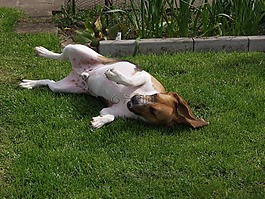 beagl,狗,宠物