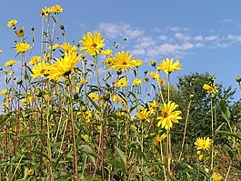 夏季,陽光,太陽花