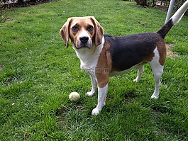 beagl,狗,宠物