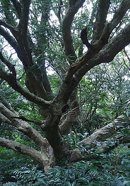 木材,植物園,景觀