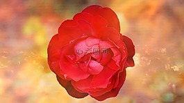 玫瑰,花,紅色