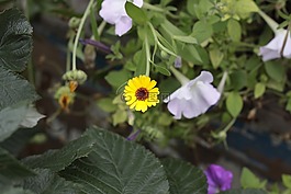 鮮花,蔬菜花園,植物群