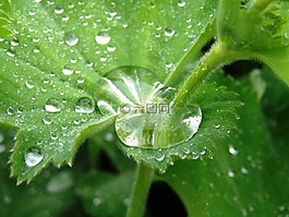 花園,雨滴,廠