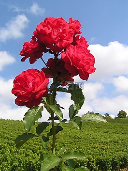 夏季,陽光,太陽花