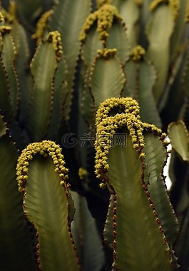 仙人掌,花,植物