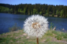 夏季,陽光,太陽花