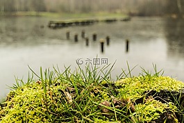 湖,水,苔
