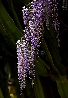 甘氨酸,仙人掌,花