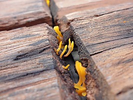 真菌,木材,菌类