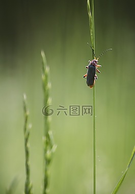 昆蟲綱,性質(zhì),綠色