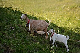 山羊,動(dòng)物,哺乳動(dòng)物