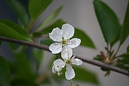 宏,花卉,春天的花朵