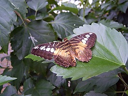 夏季,陽光,太陽花
