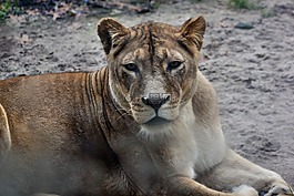 動物園,動物,貓