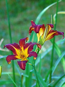 花,虎百合,百合