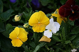 花床,別墅,raznotsvet