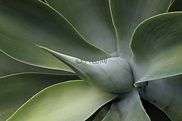 花,黃色,綠色