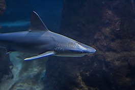 動物園,魚,海