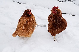 雞,雪,冬天