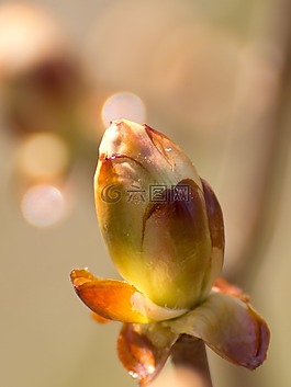 春天,板栗,芽