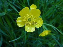 花,有毒的,黃