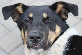 狗,每個,動物