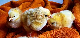 小雞,動物,蓬松