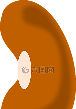 豆,蔬菜,棕色