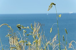 草,景觀,海灘