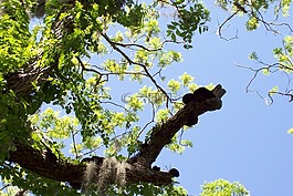 光明,苔,樹