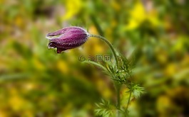 花,廠,性質(zhì)