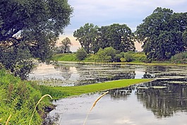 池塘,樹木,水