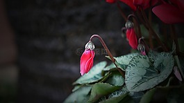 花,植物區(qū)系,自然
