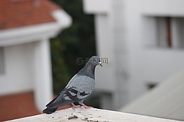 鳥,鴿子