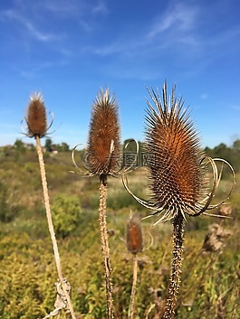 teasel,秋天,藍(lán)色的天空