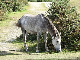 馬,小馬,動物
