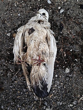 鴿子,死,鳥