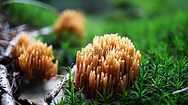 性質(zhì),廠,蘑菇